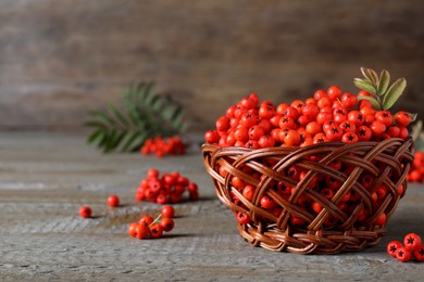 Fresh ripe rowan berries with leaves in wicker bowl on grey wooden table, space for text