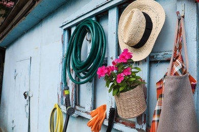 Photo of Beautiful plant, gardening tools and accessories on shed wall