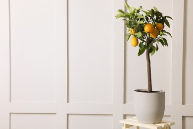 Idea for minimalist interior design. Small potted lemon tree with fruits on stand near light wall, space for text