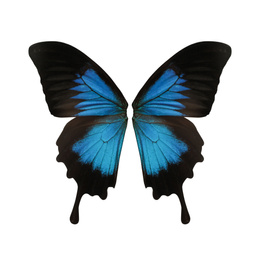 Beautiful Ulysses butterfly wings on white background