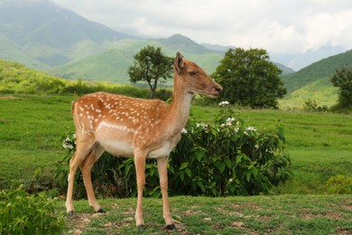 Beautiful deer on green grass in safari park