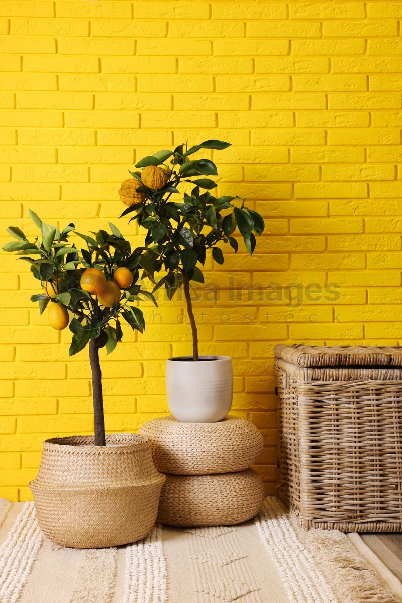 Photo of Idea for minimalist interior design. Small potted bergamot and lemon trees with fruits near bright yellow brick wall