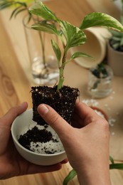 Photo of Woman holding house plant with soil and bowl above table, closeup