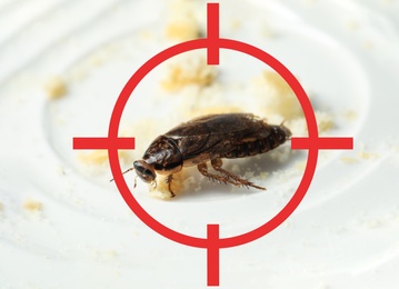 Cockroach with red target symbol on white plate. Pest control