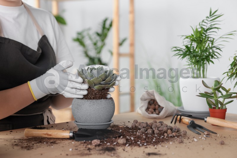 Woman planting succulent at table indoors, closeup view with space for text. Houseplant care