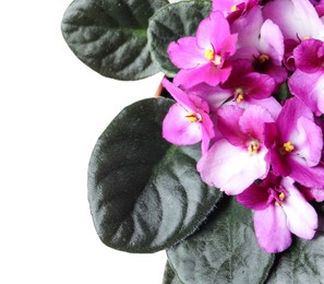 Beautiful violet flowers on light grey background, space for text. Delicate house plant
