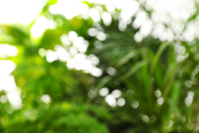Blurred view of green plants as background, bokeh effect