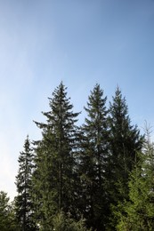 Beautiful conifer trees in forest, low angle view