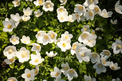 Beautiful blossoming Japanese anemone flowers outdoors on spring day, top view