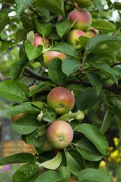 Photo of Apples and leaves on tree branch in garden