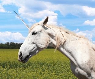 Image of Amazing unicorn with beautiful mane in field on sunny day
