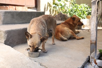 Dog drinking water on street. Heat stroke prevention