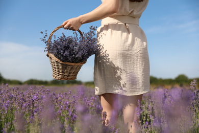 Young woman with wicker basket full of lavender flowers in field, closeup