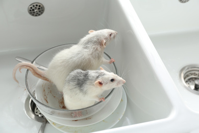 Rats and dirty dishes in kitchen sink. Pest control