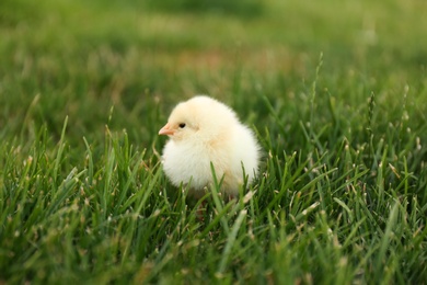 Cute fluffy baby chicken on green grass. Farm animal