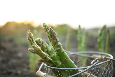 Metal basket with fresh asparagus outdoors, closeup