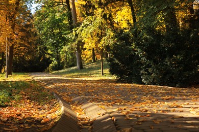 Pathway, fallen leaves and trees in beautiful park on autumn day
