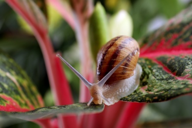 Photo of Common garden snail crawling on leaf, closeup
