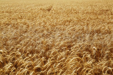 Beautiful view of agricultural field with ripe wheat spikes