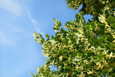 Beautiful linden tree with blossoms and green leaves against blue sky, bottom view. Space for text