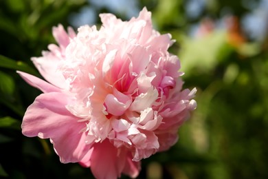 Photo of Wonderful pink peony in garden, closeup. Space for text