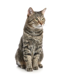 Photo of Cute tabby cat isolated on white. Friendly pet