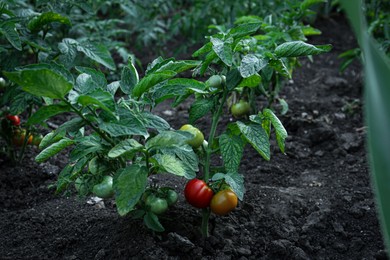 Photo of Fresh young tomato plants growing in ground outdoors. Gardening season