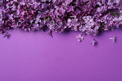 Beautiful lilac blossom on purple background, flat lay. Space for text