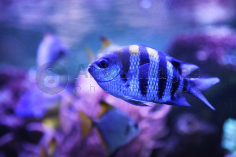 Beautiful sergeant major fish swimming in clear aquarium