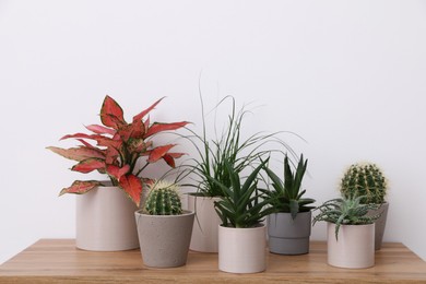 Many different houseplants in pots on wooden table near white wall