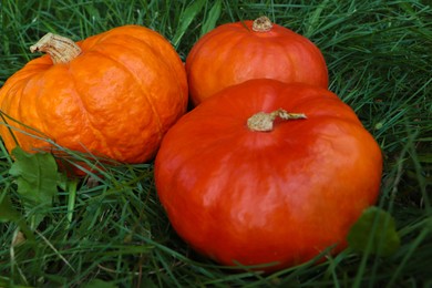 Whole ripe orange pumpkins among green grass outdoors, closeup