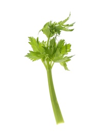 Fresh green celery stem with leaves isolated on white