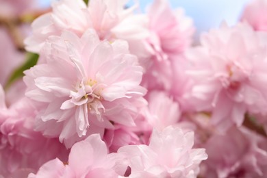 Beautiful pink sakura blossom on blurred background, closeup
