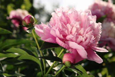 Wonderful fragrant pink peonies in garden, closeup