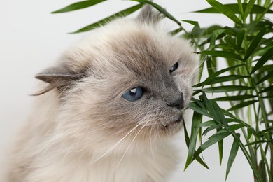 Adorable cat near green houseplant against light background