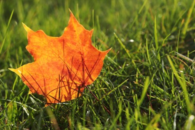 Beautiful fallen leaf among green grass outdoors on sunny autumn day, closeup. Space for text
