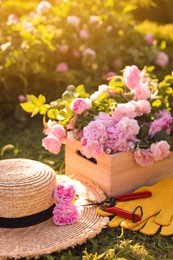 Straw hat, pruner, gloves and beautiful tea roses in garden