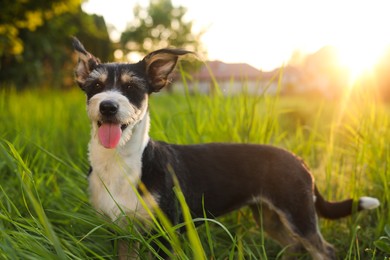 Cute fluffy dog in green grass at sunset