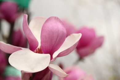 Beautiful blooming flower of magnolia tree on blurred background, closeup. Space for text