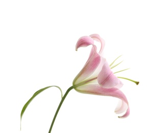 Beautiful blooming lily flower on white background