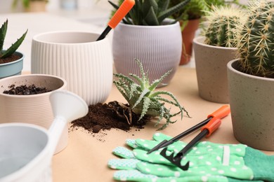 Beautiful houseplants and gardening tools on table