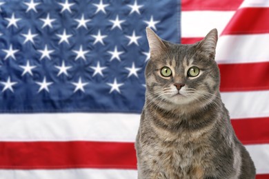 Cute cat against national flag of United States of America