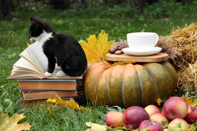 Photo of Adorable kitten, books, pumpkin and cup of tea on green grass outdoors. Autumn season
