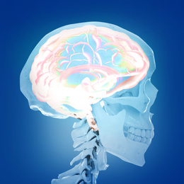 Artificial human skeleton model on blue background. Medical scan of brain 