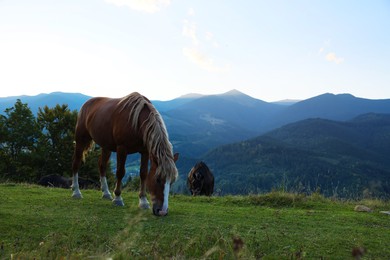 Photo of Beautiful horses grazing on meadow in mountains