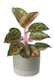 Photo of Beautiful Aglaonema plant in flowerpot isolated on white. House decor