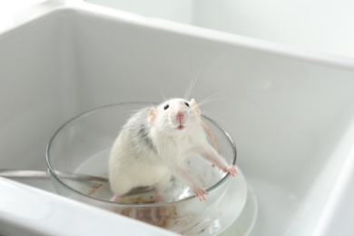 Rat and dirty dishes in kitchen sink. Pest control