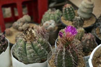 Photo of Different beautiful cacti in pots outdoors, closeup view