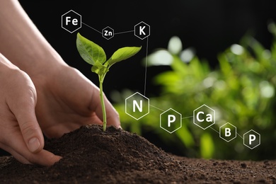 Image of Mineral fertilizer. Woman planting young seedling into soil, closeup