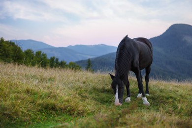 Beautiful black horse grazing on green pasture in mountains. Lovely pet